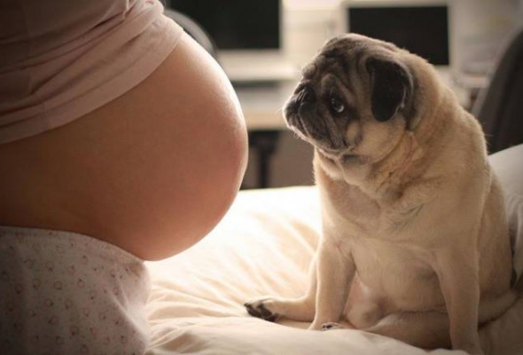 dog pregnant
